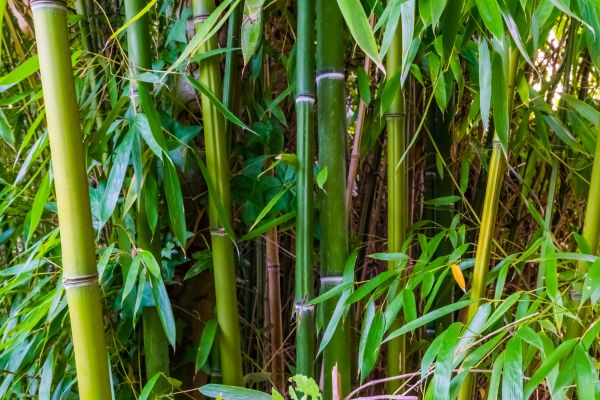 Bamboo Trimming in Sandy