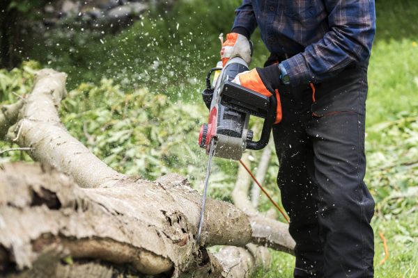 Branch Removal Service in Sandy
