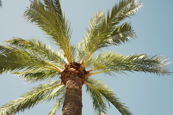 Palm Tree Pruning in Sandy