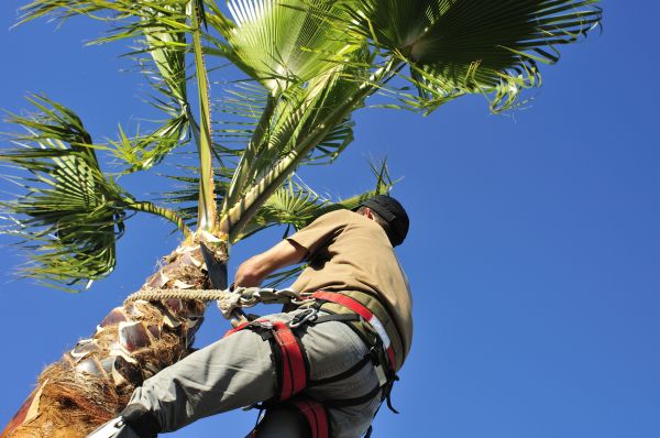 Palm Tree Trimming in Sandy