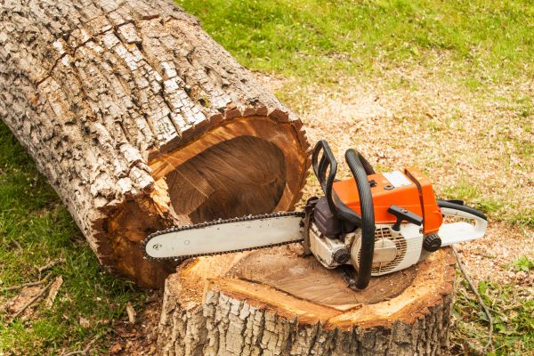 Tree Cutting Service in Sandy