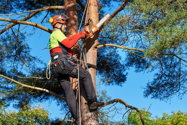Tree Service in Sandy