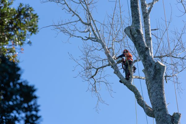 Tree Topping Service in Sandy