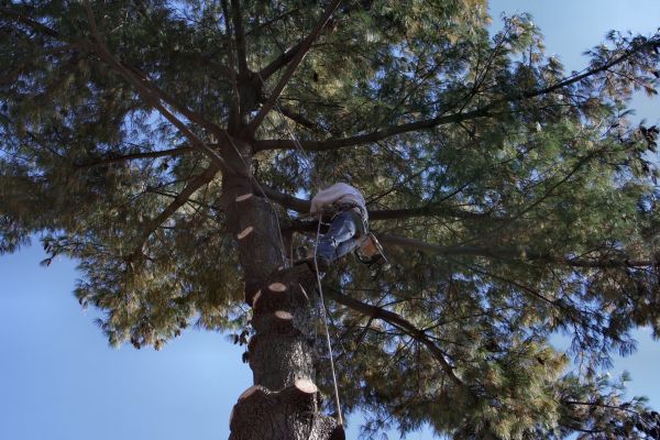 Trimming Service in Sandy