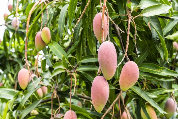 Mango Tree Trimming in Sandy