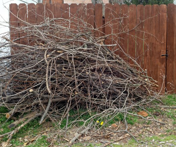 Dead Branch Removal in Sandy