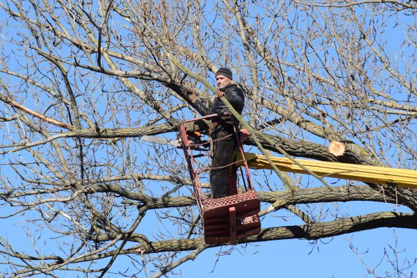 Emergency Tree Trimming in Sandy