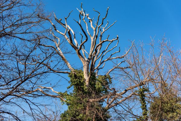Deadwood Removal in Sandy