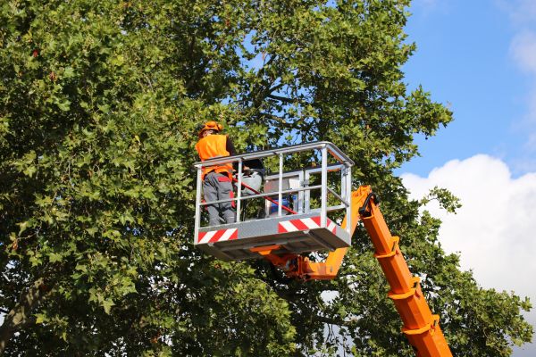Commercial Tree Service in Sandy