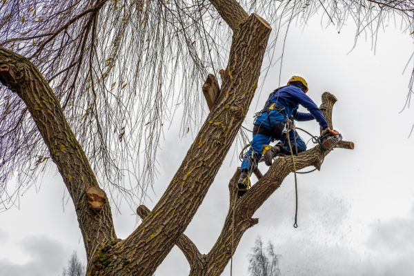 Tree Maintenance Service in Sandy