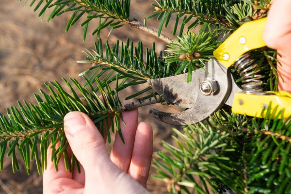 Pine Tree Pruning in Sandy