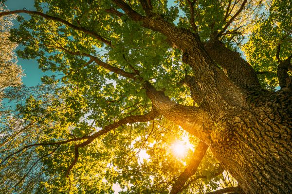 Cost of Oak Tree Pruning in Sandy