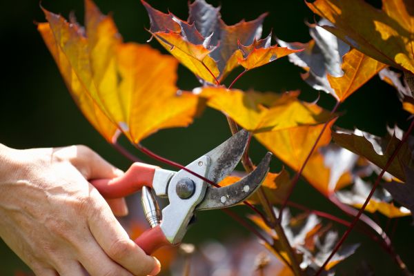 Cost of Maple Tree Pruning in Sandy