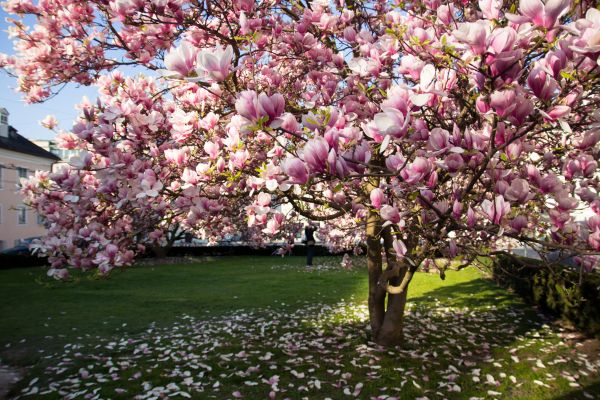 Magnolia Tree Pruning in Sandy