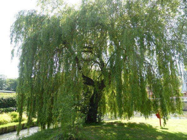 Willow Tree Trimming in Sandy