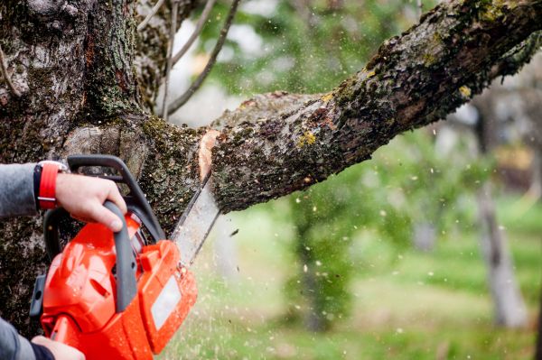 Cost of Tree Limbs Removal in Sandy