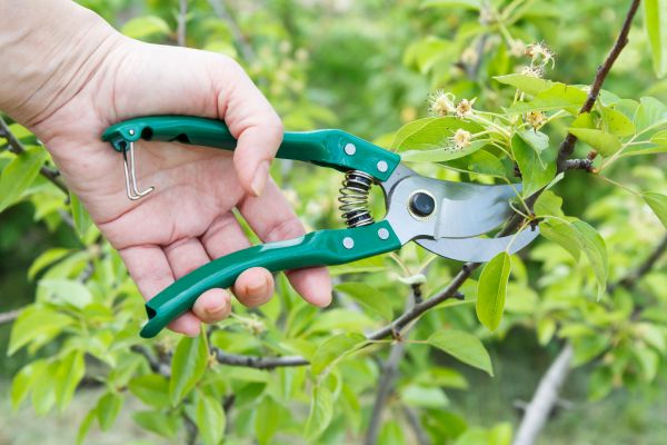 Cost of Pear Tree Pruning in Sandy