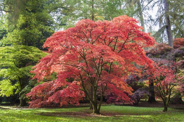 Japanese Maple Pruning in Sandy