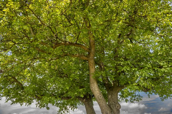 Walnut Tree Trimming in Sandy