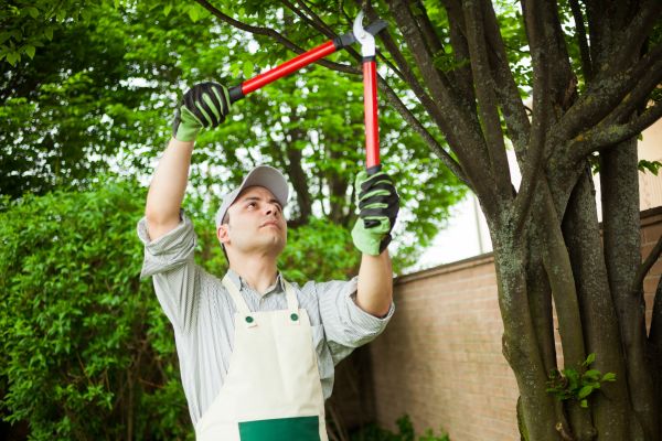 Tree Limb Pruning in Sandy