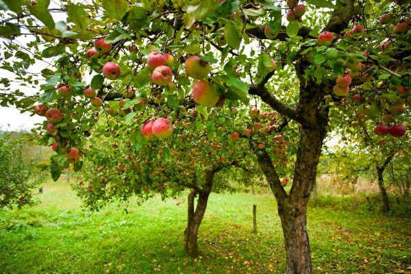 Apple Tree Pruning in Sandy