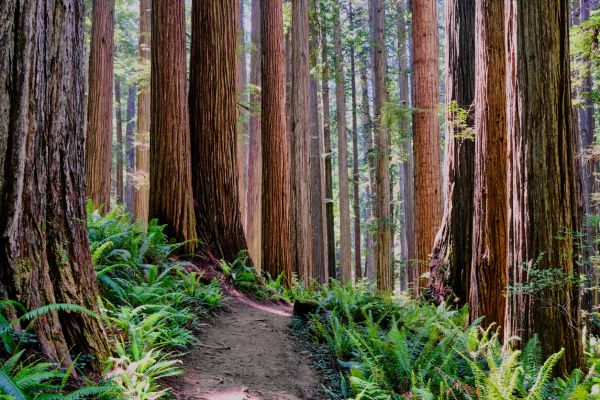 Redwood Tree Trimming in Sandy