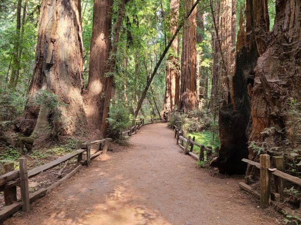 Redwood Tree Pruning in Sandy