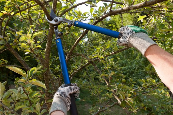 Residential Tree Pruning in Sandy