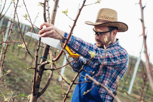 Orchard Tree Pruning in Sandy