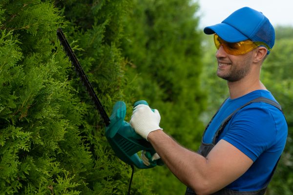 Tree Shaping Service in Sandy