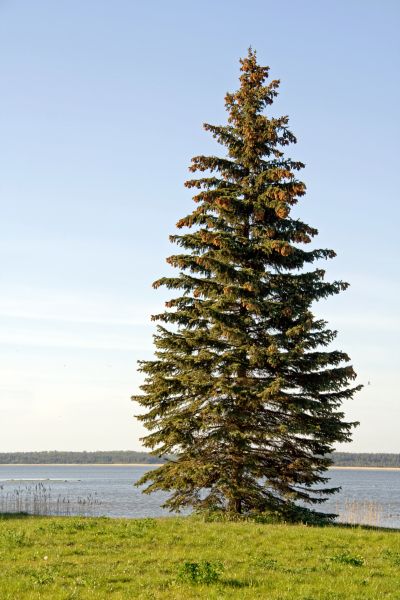 Spruce Tree Pruning in Sandy