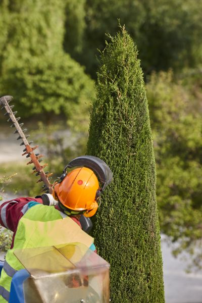Cypress Tree Trimming in Sandy