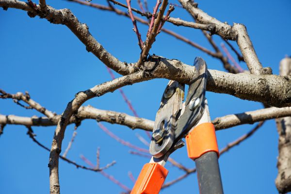 Peach Tree Trimming in Sandy