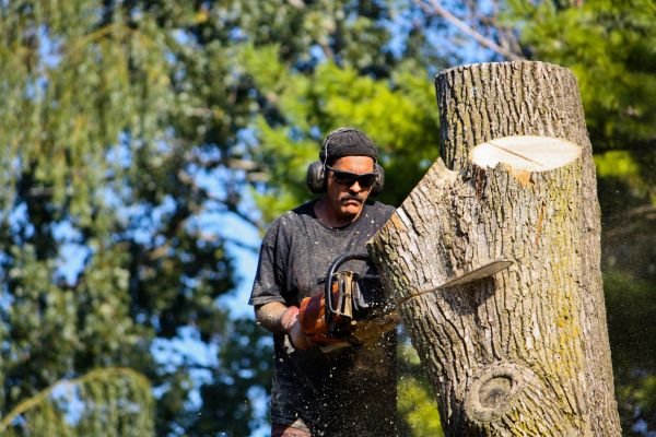 Ash Tree Pruning in Sandy