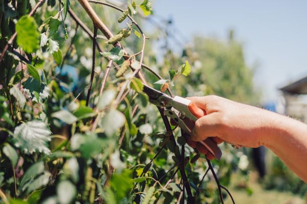 Birch Tree Pruning in Sandy