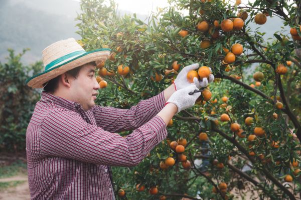 Orange Tree Pruning in Sandy