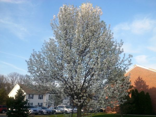 Bradford Pear Tree Pruning in Sandy
