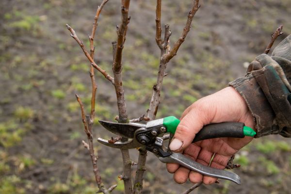 Cost of Pear Trees Pruning in Sandy