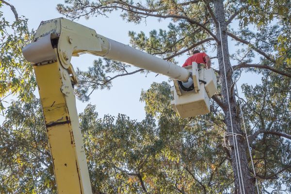 Limbs Trimming in Sandy