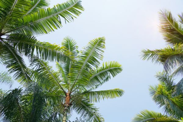 Queen Palm Tree Trimming in Sandy