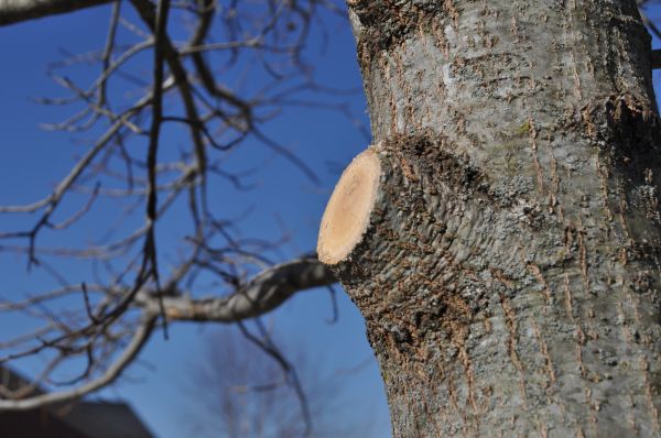 Limb Pruning in Sandy