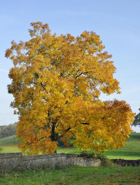 Hickory Tree Trimming in Sandy