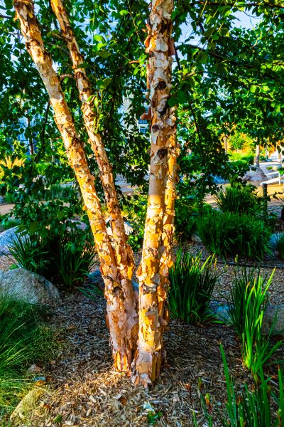 River Birch Trimming in Sandy