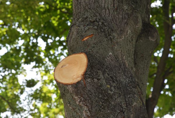 Limb Cutting in Sandy