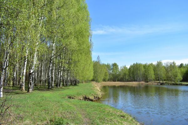 River Birch Pruning in Sandy