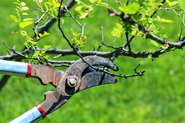 Branches Pruning in Sandy