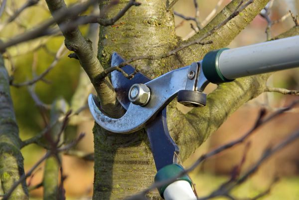 Tree Limb Trimming Service in Sandy