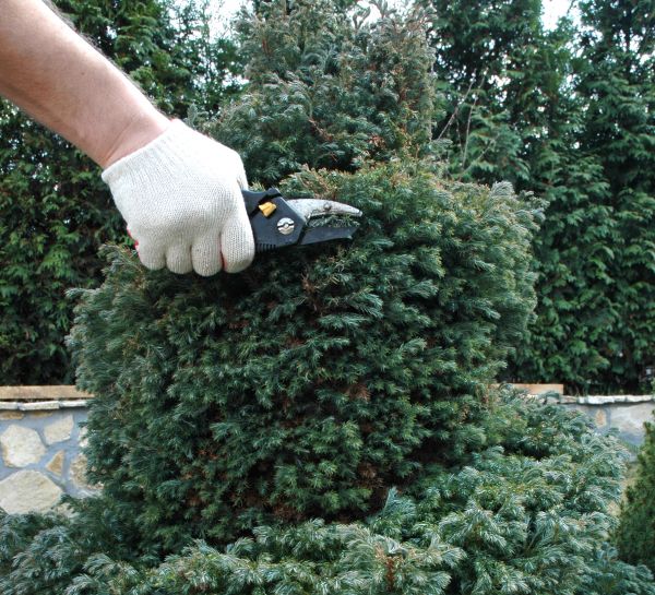 Ornamental Tree Trimming in Sandy