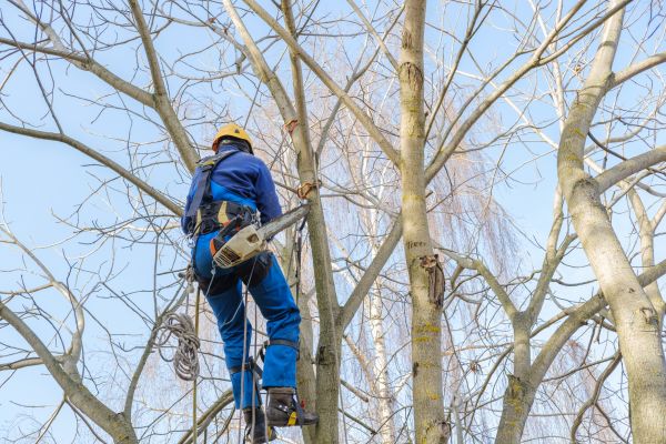 Large Tree Trimming in Sandy
