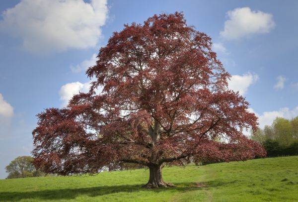 Beech Tree Pruning in Sandy